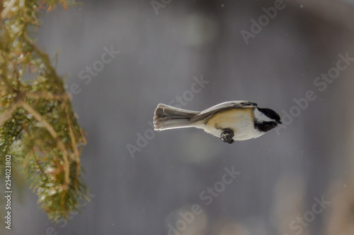 Black-capped chickadee caught in the wings tucked position