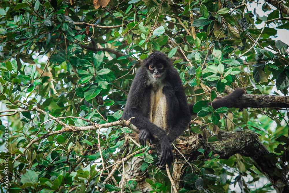 Fototapeta premium Endemic Spider Monkey in the Rain Forest, Belize 