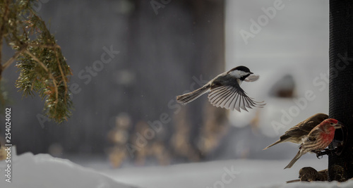 Black-capped chickadee in-flight.