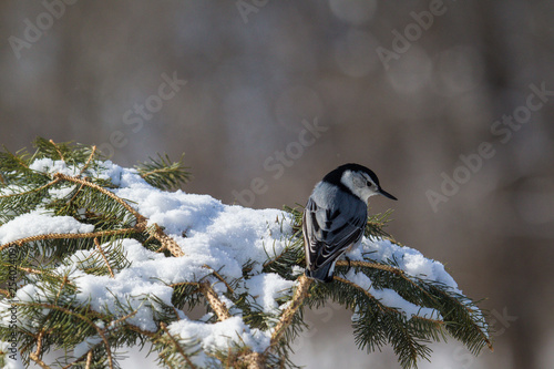 White-breasted nuthatch resting on a snow covered pine bough.
