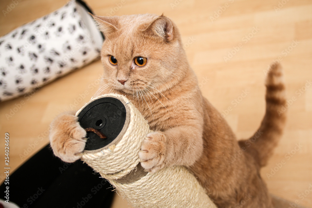 Εκτύπωση καμβά The cute tabby cat is standing by the scraper and looking very cute with eyes wide open