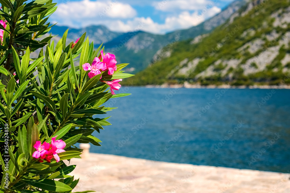 Background image. In the background is a blurred landscape of tourists, an old building, mountains and a blue sky. In the foreground a beautiful flower, Montenegro Background image. In the background is a blurred landscape of tourists, an old building, mountains and a blue sky. In the foreground a beautiful flower, Montenegro