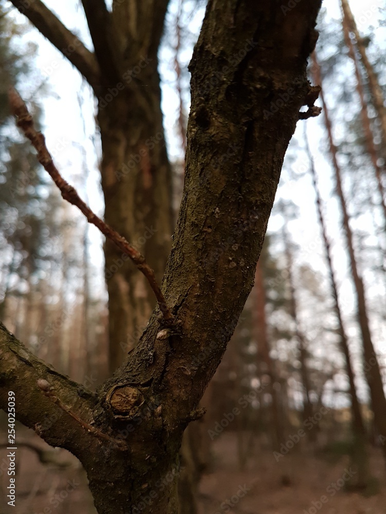 tree in the forest tree in the forest