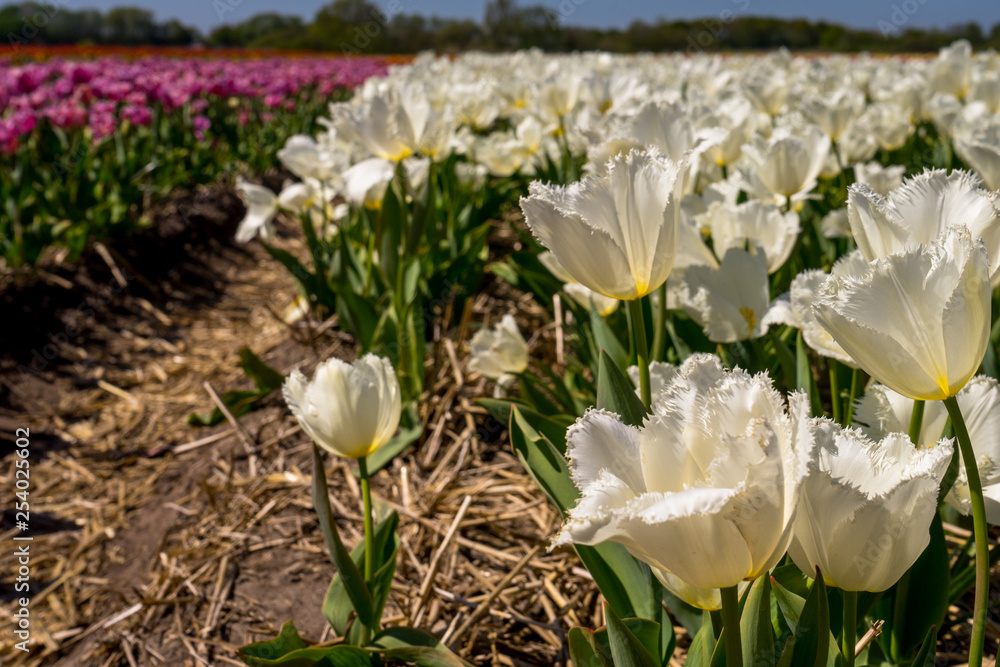 Obraz premium Netherlands,Lisse, a white flower on a plant