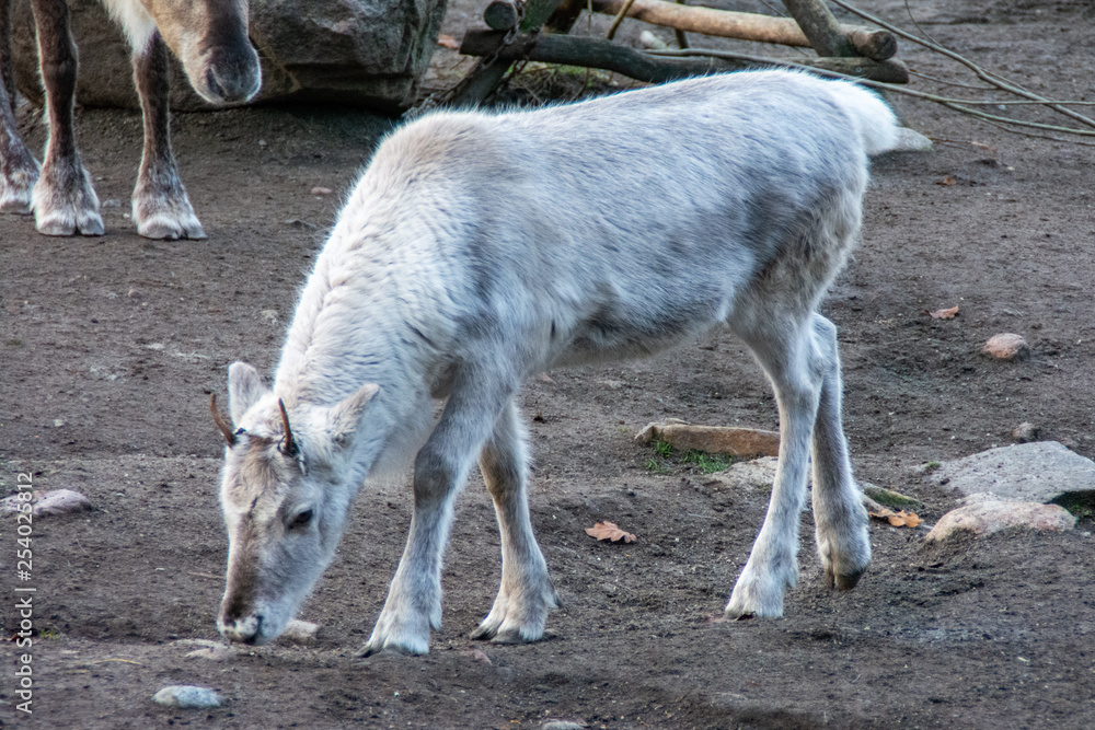 Naklejka premium Les animaux de Skansen