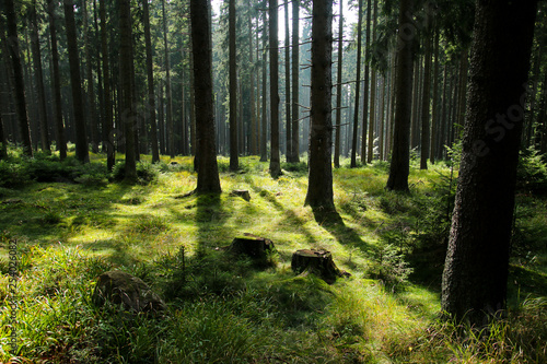 A picture from the old deep Boubín wood in Czech Republic. 