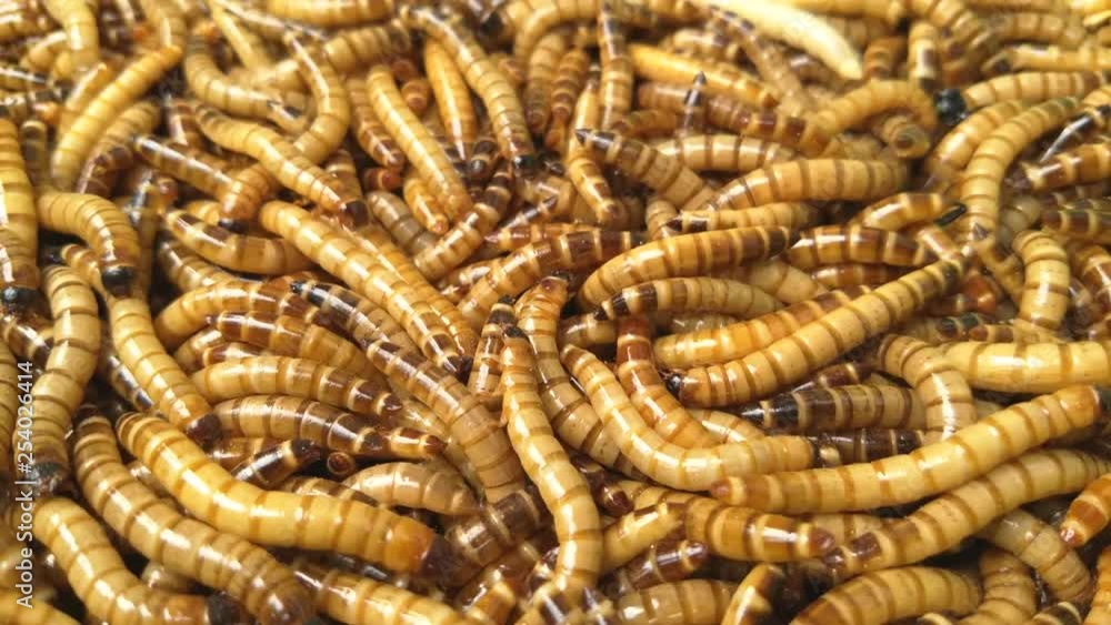 Worms as fodder for pet lizards or birds, or as human food of future Worms as fodder for pet lizards or birds, or as human food of future