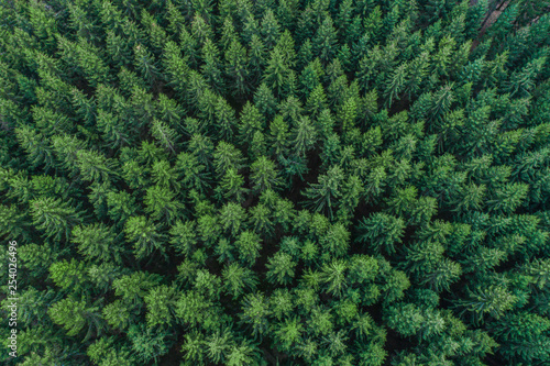 Fototapeta Aerial view of green conifer treetops in forest, Germany