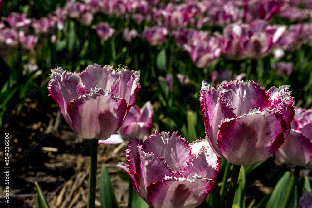 Photography Netherlands,Lisse, a close up of a purple flower