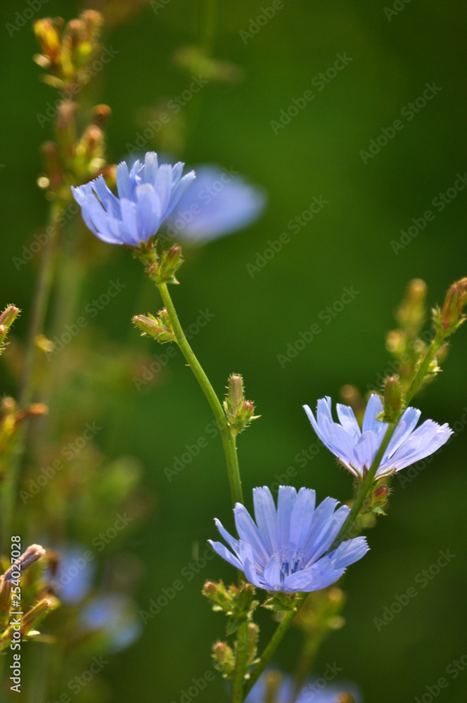 Blossom chicory (Cichorium intybus) Blossom chicory (Cichorium intybus)