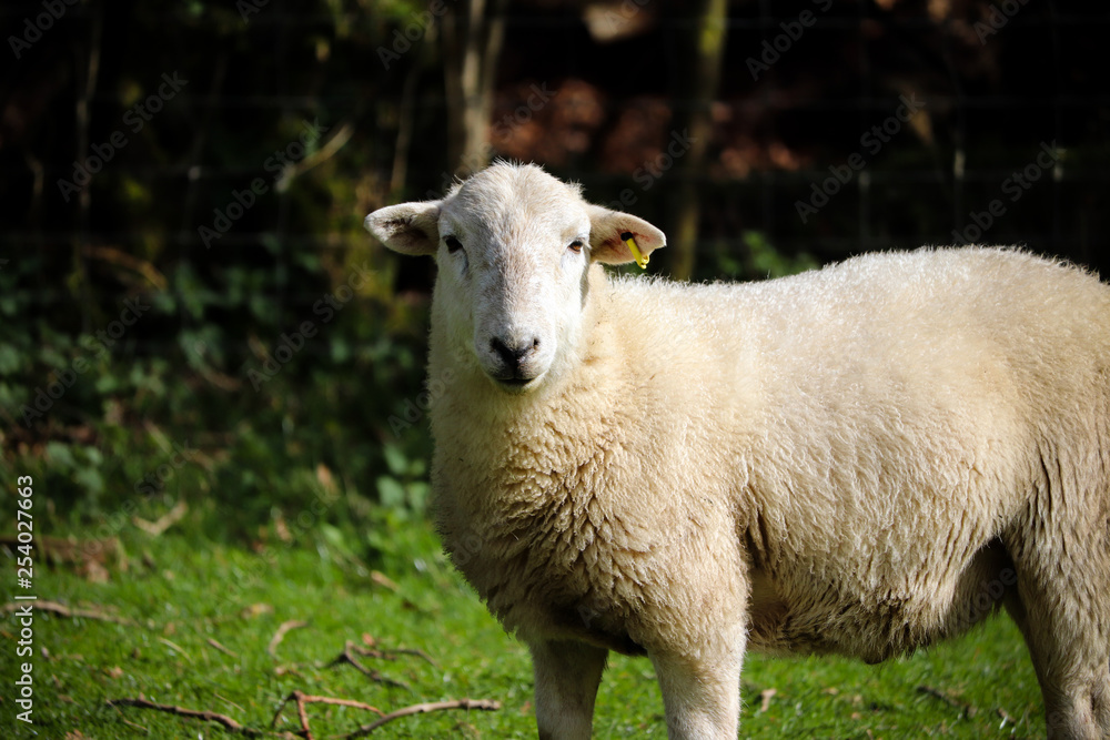 Devon sheep in a field