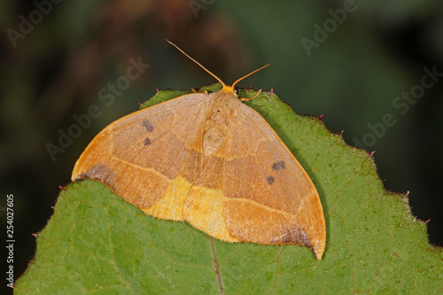 Watsonalla binaria (HUFNAGEL, 1767) Zweipunkt-Sichelflügler 20.05.2017 DE, RLP, Mosel, Piesport photo