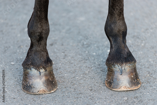 Detail of the hooves of a black horse photo