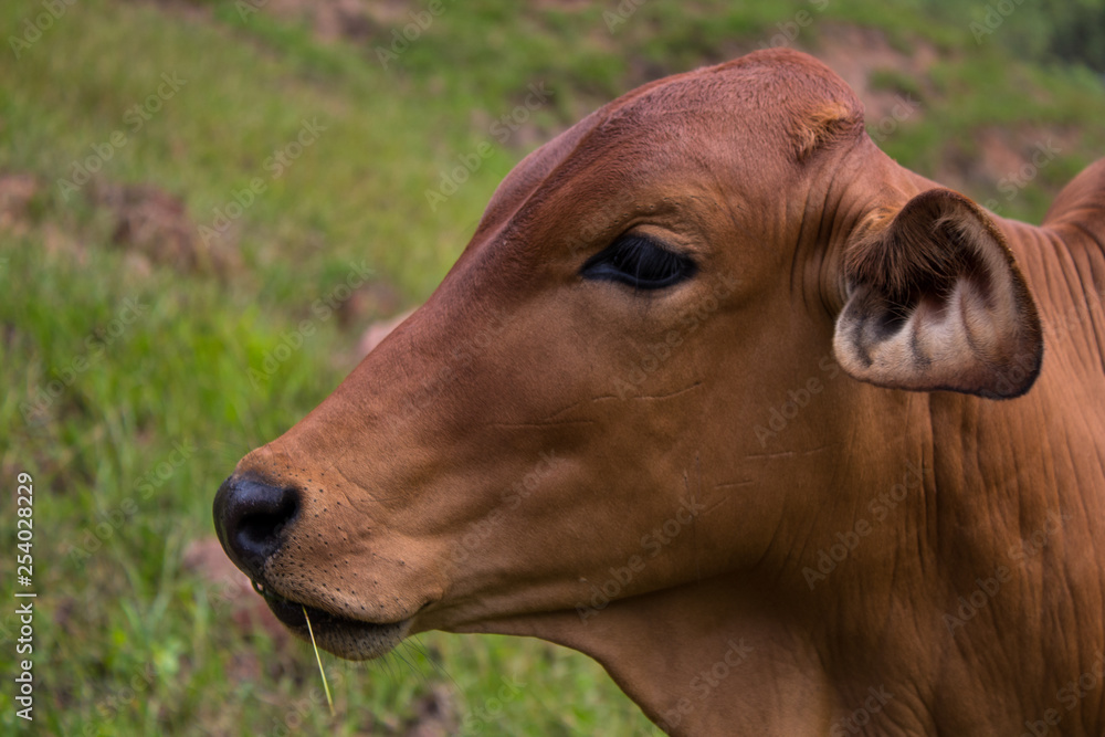Naklejka premium cow Beautiful 
