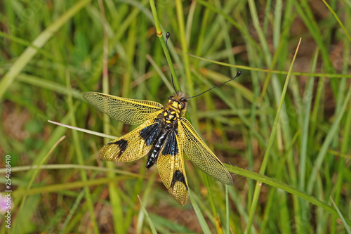 Libelloides longicornis (LINNAEUS, 1764) langfühleriger Schmetterlingshaft , Weibchen 13.06.2017 DE, BW, Kaiserstuhl photo