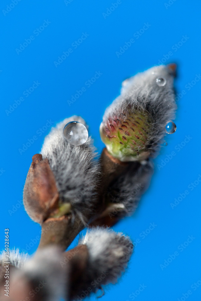Pussy willow twigs isolated on blue background, close-up. Shallow Depth of Field Pussy willow twigs isolated on blue background, close-up. Shallow Depth of Field