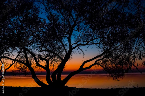 Incredible  bright sunset over the water against the background of which the silhouette of a large tree. Minsk Sea  Belarus