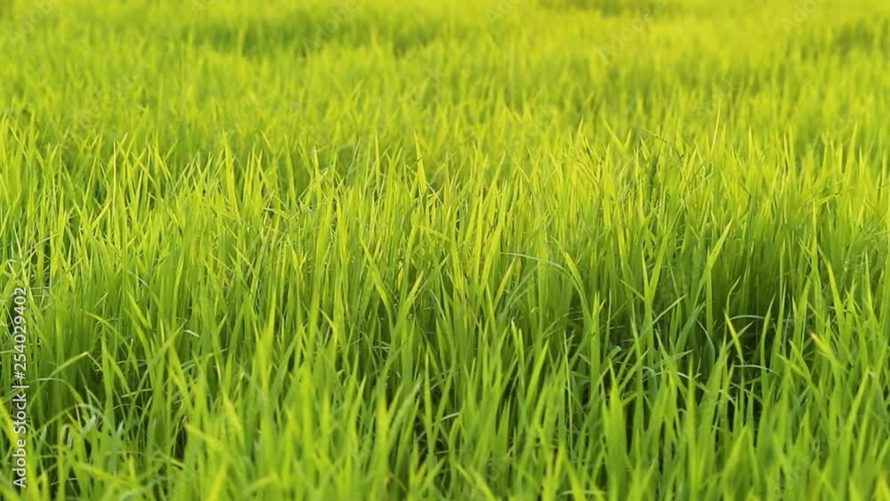 The wind blows the green rice leaf in the field The wind blows the green rice leaf in the field