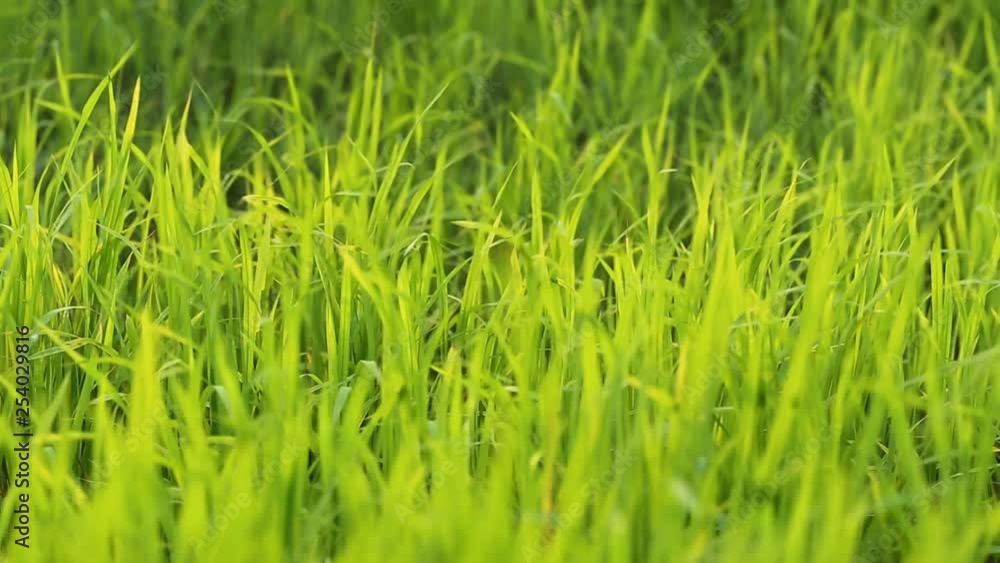 The wind blows the green rice leaf in the field The wind blows the green rice leaf in the field