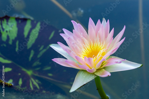 Pink Lotus flower in the pond and copy space