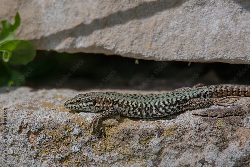 Fototapeta premium Eidechse