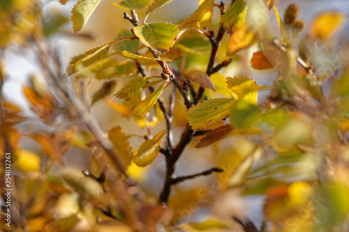 Birke (Betula) im Herbstkleid, Island