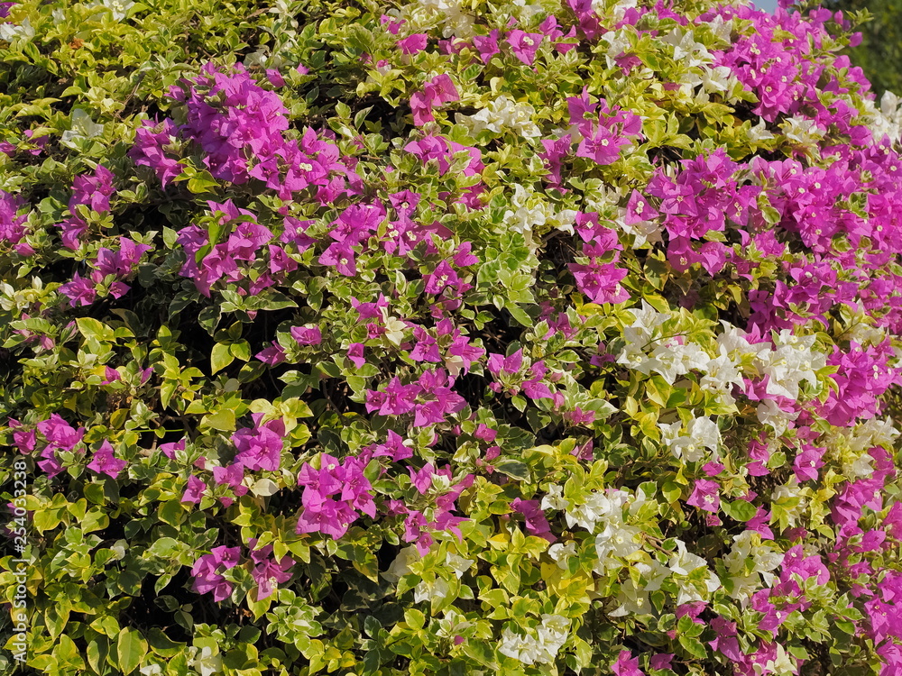 Obraz premium Beautiful magenta bougainvillea paper flowers (Bougainvillea glabra) blossom blooming, multi colored flowers texture background. 