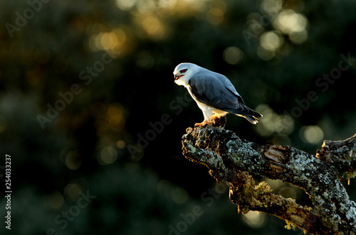 Black-shouldered kite. Elanus caeruleus photo