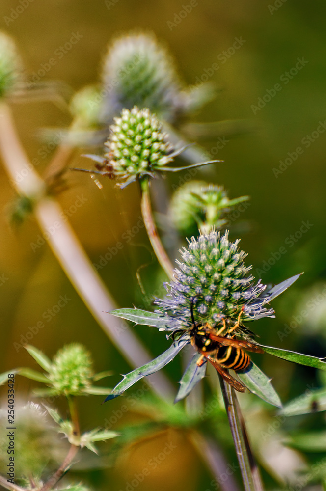 Wasp collecting nectar and pollinating eryngium. Wasp collecting nectar and pollinating eryngium.