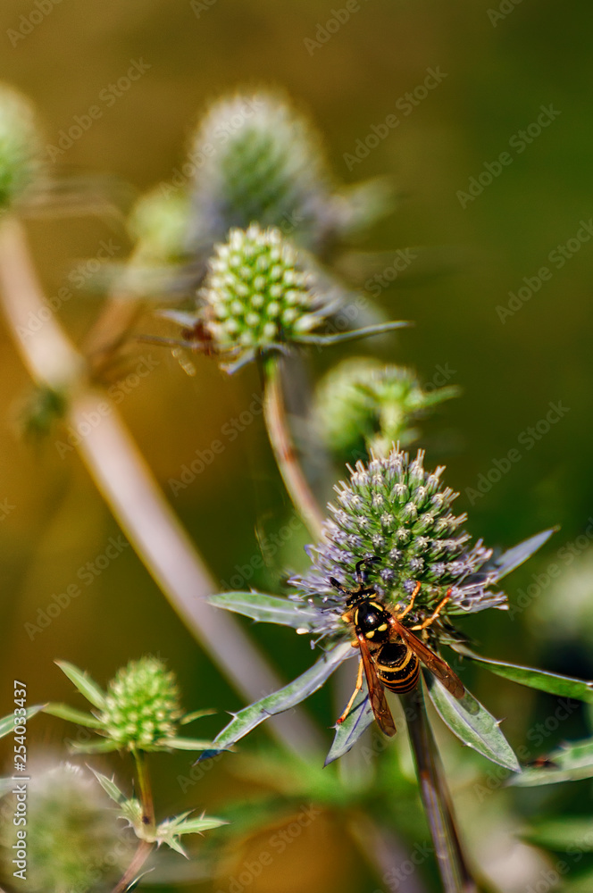 Wasp collecting nectar and pollinating eryngium. Wasp collecting nectar and pollinating eryngium.