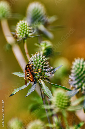 Wasp collecting nectar and pollinating eryngium.