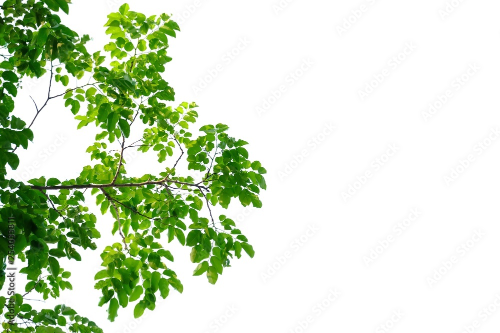 Tropical tree leaves with branches on white isolated background for green foliage backdrop Tropical tree leaves with branches on white isolated background for green foliage backdrop