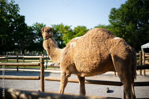 Dromedary Arabian camel