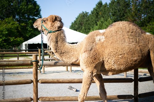 Canvas Print Dromedary Arabian camel