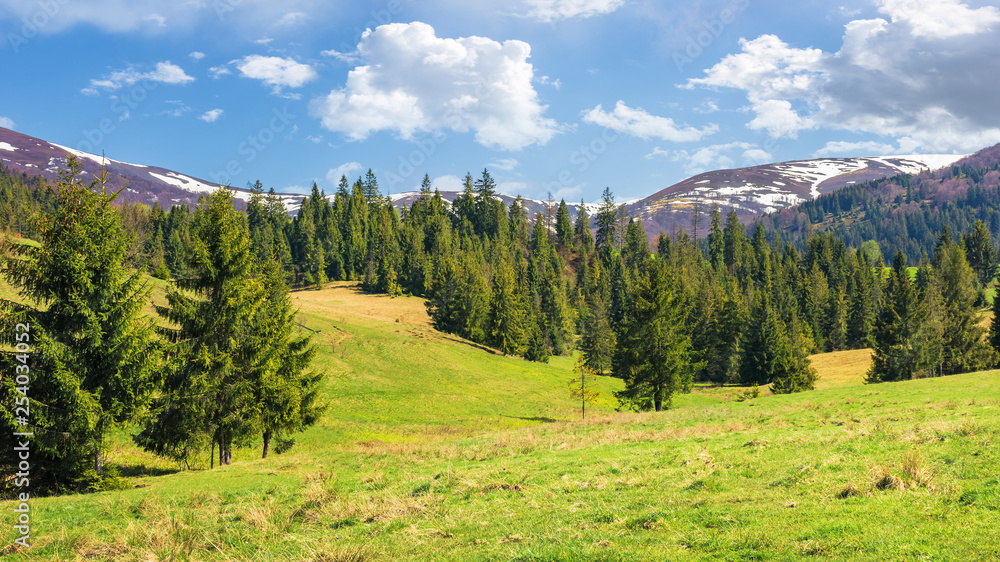 Obraz premium beautiful springtime landscape in mountains. spruce forest on the grassy hills. spots of snow on the tops of distant ridge. sunny weather with fluffy clouds on the blue sky