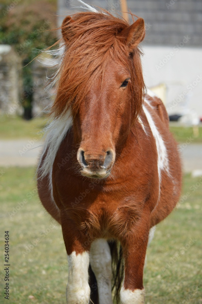 Fototapeta premium portrait of a horse