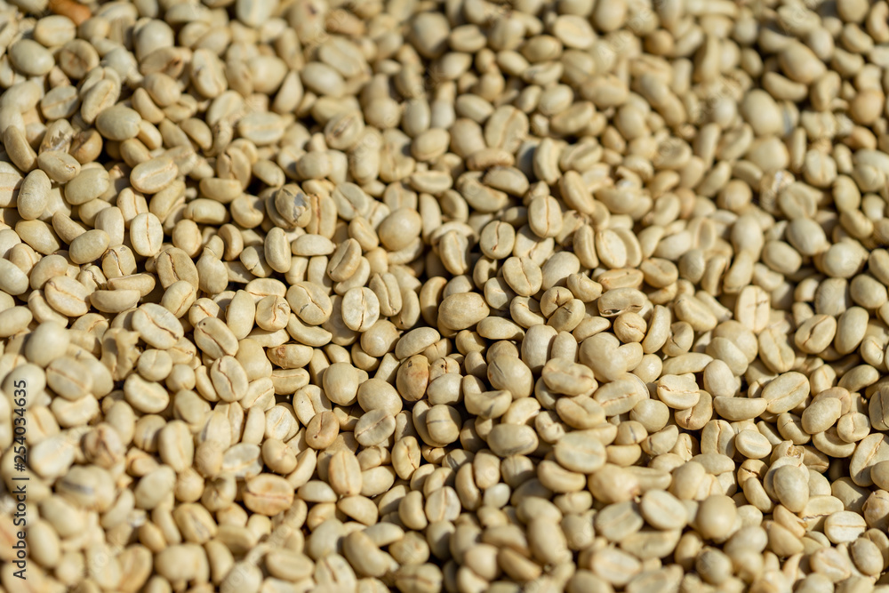 coffee seed drying coffee seed drying
