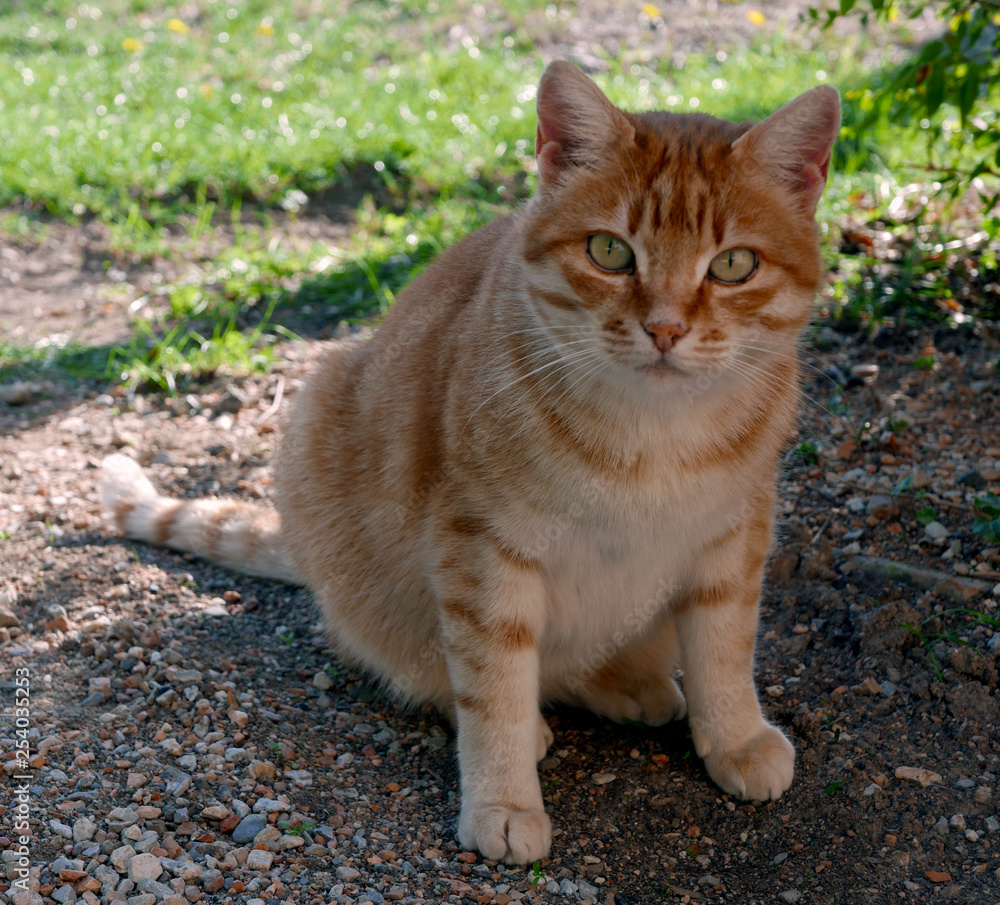 bel gattino rosso che guarda il fotografo bel gattino rosso che guarda il fotografo