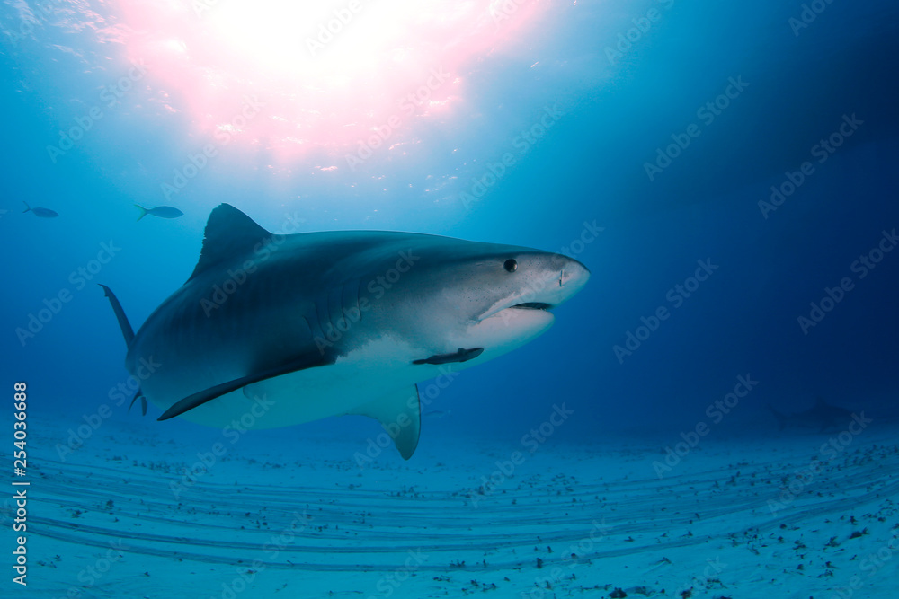 Fototapeta premium Tiger Shark (Galeocerdo cuvier) Swimming by Closely, with Sun Bursts through the Surface. Tiger Beach, Bahamas