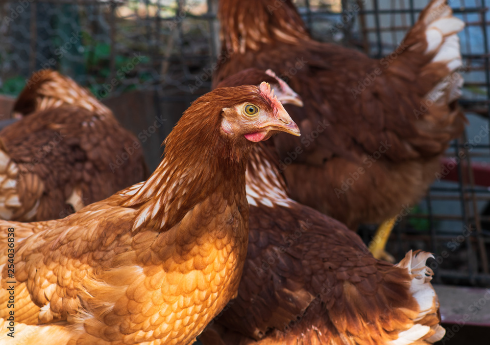 Fototapeta premium Red chickens on a farm in nature. 