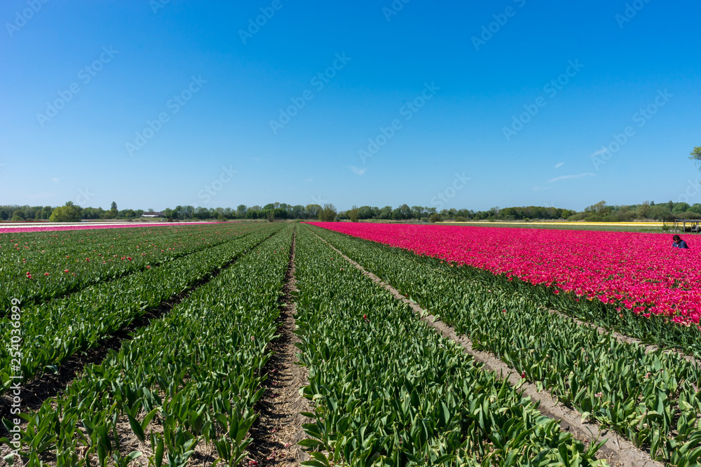 Netherlands,Lisse, a large long train on a lush green field Netherlands,Lisse, a large long train on a lush green field