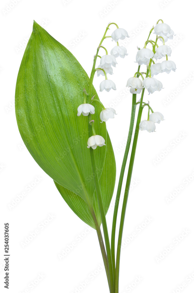 Obraz premium Convallaria majalis flowers