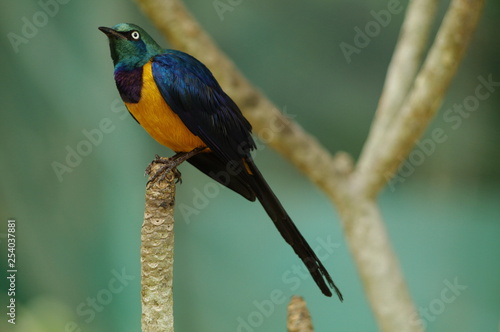 Copsychus malabaricus. One of the many songbirds of South Asia. Is able not only to publishmelodic trills, but also to copy the voices of other birds. photo