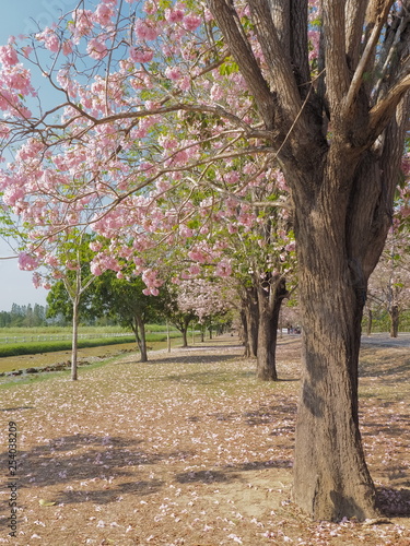 Beautiful Tunnel Pink Trumpet Tree or Tabebuia Rosea blossom blooming on branches above green grass patch way, Chompu Pantip Road, Kasetsart University, Kamphaeng Saen Campus, Nakhon Pathom, Thailand. photo