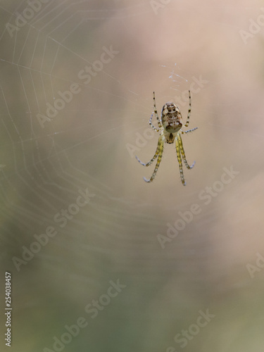 Metellina segmentata spider in his web