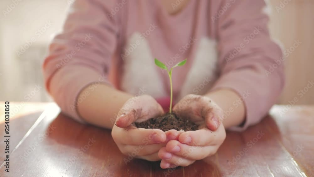 Girl holding young green plant in hands. Concept and symbol of growth, care, protecting the earth, ecology. Girl holding young green plant in hands. Concept and symbol of growth, care, protecting the earth, ecology.