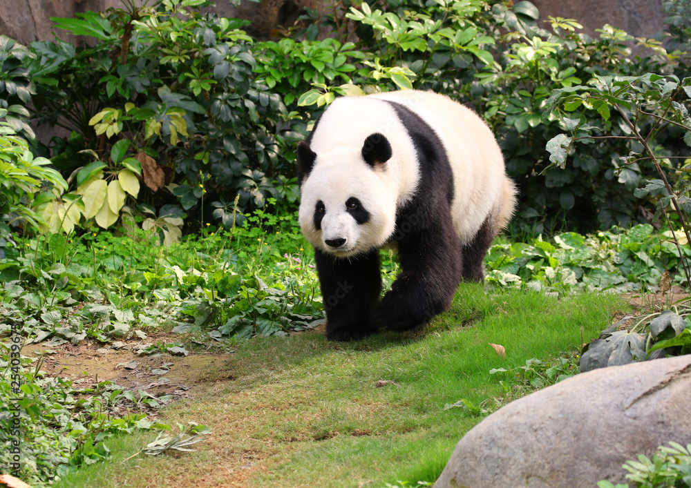 Fototapeta premium A Giant Panda walking around, Chengdu, China