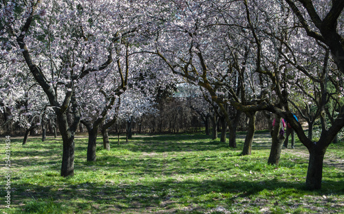 Bosque de almendros