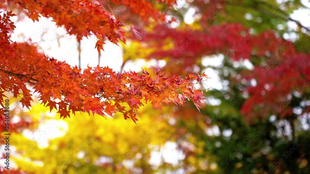 A beautiful shot of autumn red and yellow leaves slowly moving on the wind A beautiful shot of autumn red and yellow leaves slowly moving on the wind
