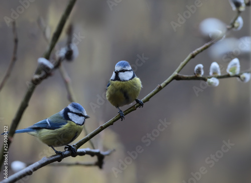 Pair of Blue tits are sitting on spring willow branches ....